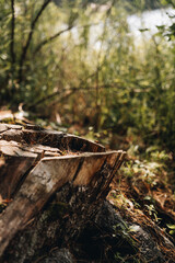 Obraz premium autumn tree stump in the forest