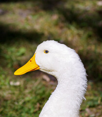 white duck in the grass