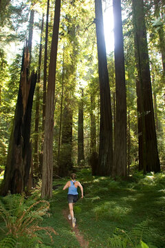 A woman runs on a trail through a coastal redwood forest.; Northern California.