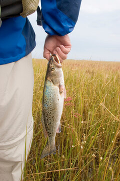 A fisherman with a freshly caught sea trout in a salt water marsh.; United States.