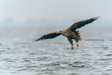 white tailed eagle (Haliaeetus albicilla) taking a fish out of the water of the oder delta in Poland, europe. Polish Eagle. National Bird Poland. 