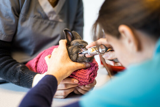 oscultation de la bouche d'un lapin par un v&eacute;t&eacute;rinaire dans une clinique