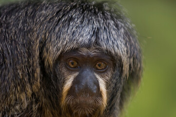White-Faced Saki (Pithecia pithecia) at the Houston Zoo; Houston, Texas, United States of America