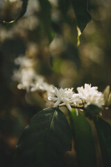 coffee flower
