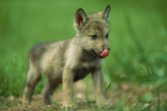 Captive gray wolf pup (Canis lupus) licks his nose; Rapid City, South Dakota, United States of America