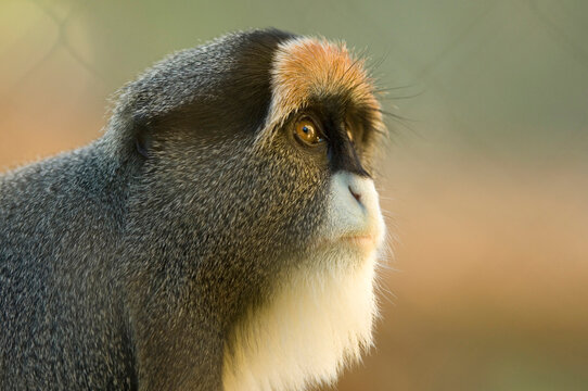 DeBrazza's monkey (Cercopithecus neglectus) at a zoo; Wichita, Kansas, United States of America