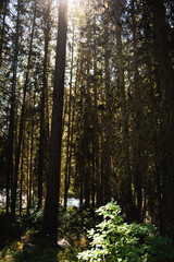 Obraz premium forest in autumn