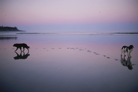 Two dogs on the beach at twilight walk in opposite directions; Cox Bay, Tofino, Vancouver Island, British Columbia, Canada