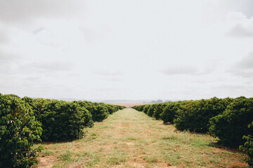 coffee farm
