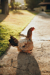 hen on the farm