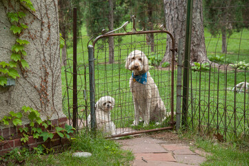 Two dogs, a Labradoodle mix and a Shih tzu, sitting at the gate in a backyard looking out; Lincoln, Nebraska, United States of America
