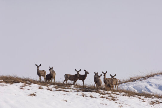 White-tailed Deer (Odocoileus virginianus) in a snowy field in Burwell, Nebraska, USA; Burwell, Nebraska, United States of America