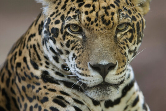 Close-up portrait of a Jaguar (Panthera onca) at a zoo; Omaha, Nebraska, United States of America