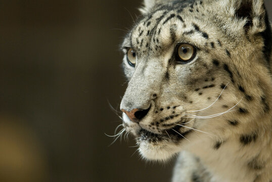 Close-up Portrait Of The Head/face Of A Snow Leopard (Panthera Uncia) At A Zoo; Omaha, Nebraska, United States Of America