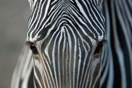 Close-up of the patterns on the face of a Grevvy's zebra (Equus grevyi) at a zoo; Omaha, Nebraska, United States of America