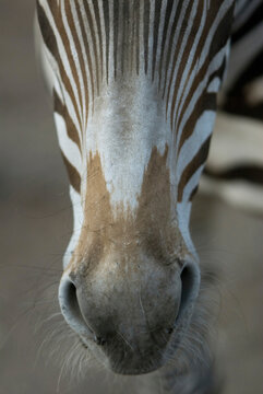 Close-up of the patterns on the face of a Grevvy's zebra (Equus grevyi) at a zoo; Omaha, Nebraska, United States of America