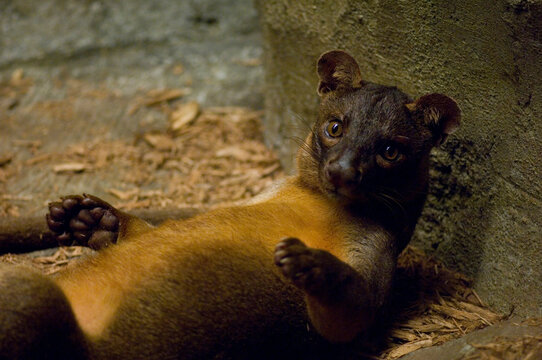 Portrait of a Fossa (Cryptoprocta ferox) in it's Desert Dome zoo enclosure; Omaha, Nebraska, United States of America