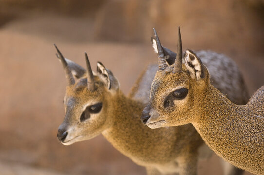 Portrait of two Klipspringers (Oreotragus oreotragus) standing side by side in an enclosure at the Henry Doorly Zoo in Omaha, Nebraska, USA; Omaha, Nebraska, United States of America