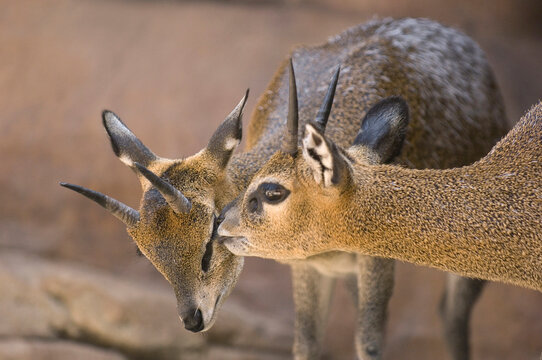 Two Klipspringers (Oreotragus oreotragus) in an enclosure at the Henry Doorly Zoo in Omaha, Nebraska, USA; Omaha, Nebraska, United States of America