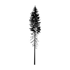 Silhouette of tall pine tree. 