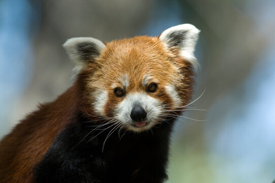 Close-up portrait of a Red panda (Ailurus fulgens) at a zoo in Billings, Montana, USA; Billings, Montana, United States of America
