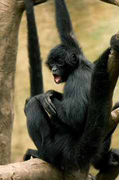 Colombian spider monkey (Ateles fuscipceps rufiventris) showing a look of surprise at a zoo in Omaha, Nebraska, USA; Omaha, Nebraska, United States of America