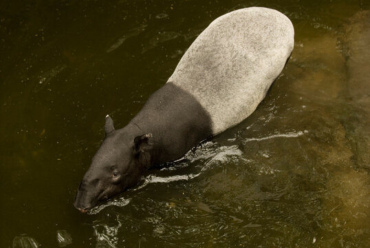 Malayan tapir (Tapirus indicus) walking in water in a zoo in Nebraska, USA; Omaha, Nebraska, United States of America