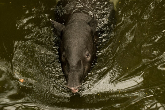Malayan tapir (Tapirus indicus) walking in water in a zoo in Nebraska, USA; Omaha, Nebraska, United States of America