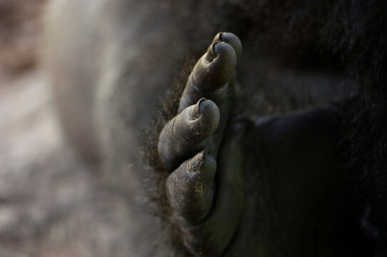 Close-up of the foot of a Western lowland gorilla (Gorilla gorilla gorilla); Wichita, Kansas, United States of America