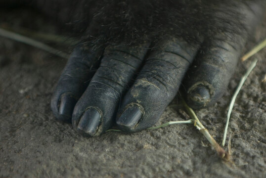 Close-up of the hand of a Western lowland gorilla (Gorilla gorilla gorilla) in its enclosure in a zoo; Wichita, Kansas, United States of America