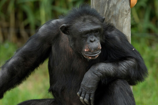 Portrait of a Chimpanzees (Pan troglodytes) relaxing in a zoo; Manhattan, Kansas, United States of America