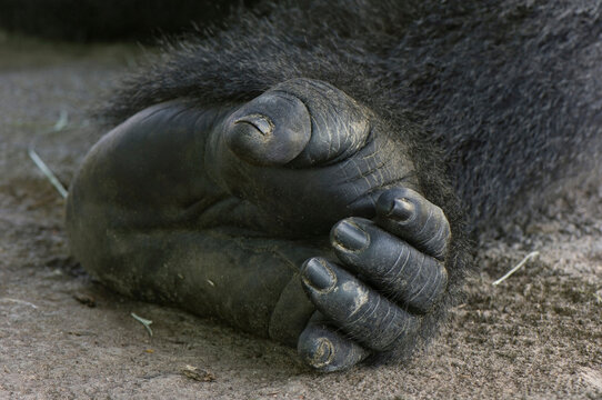 Close-up of the foot of a Western lowland gorilla (Gorilla gorilla gorilla) in its enclosure in a zoo; Wichita, Kansas, United States of America