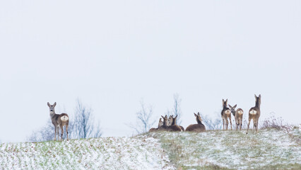 Roe deer herd in winter on a field