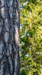 Obraz premium bark texture