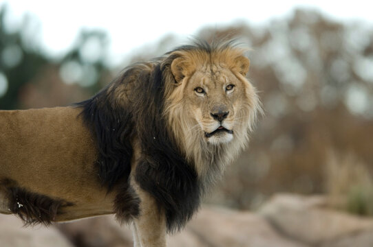 Portrait of an African lion (Panthera Leo) at a zoo; Denver, Colorado, United States of America