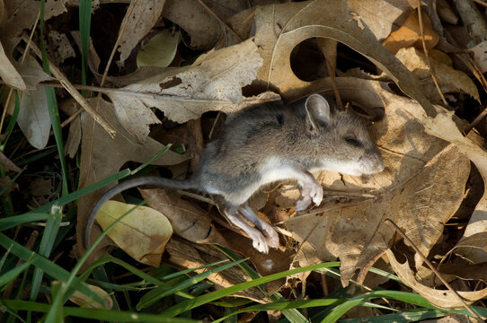 Dead mouse lying in a bed of leaves; Lincoln, Nebraska, United States of America