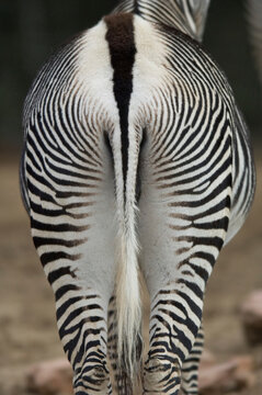 Striped hind, legs and tail of a Grevy's zebra (Equus grevyi) in a zoo; Denver, Colorado, United States of America