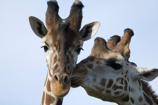 Thompson's giraffe (Giraffa camelopardalis) showing affection to another; Salina, Kansas, United States of America
