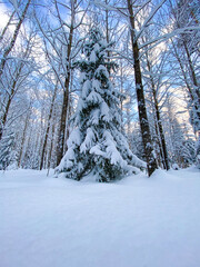 snow covered trees