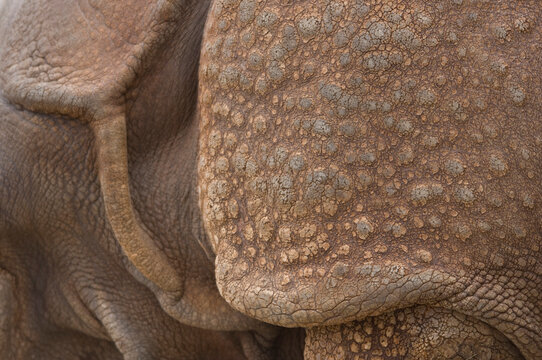 Close-up of the wrinkled skin on the rear of an Indian rhinoceros (Rhinocerus unicornis) in a wildlife adventure park; Salina, Kansas, United States of America