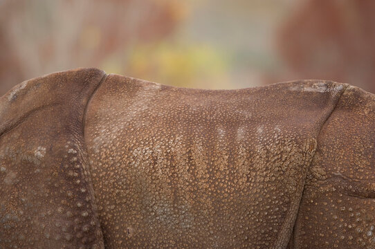 Close-up of the wrinkled skin on the rear of an Indian rhinoceros (Rhinocerus unicornis) in a wildlife adventure park; Salina, Kansas, United States of America