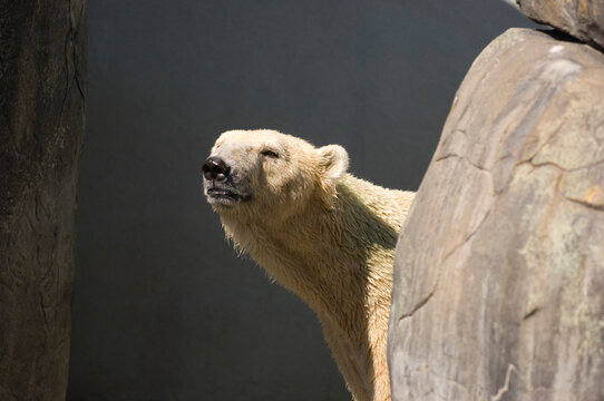 Portrait of a Polar bear (Ursus maritimus) at a zoo; Tulsa, Oklahoma, United States of America