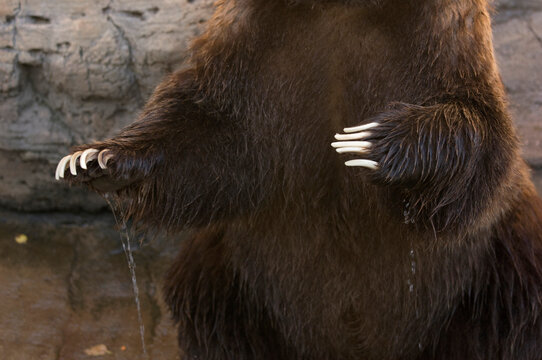 Grizzly bear (Ursus arctos horribilis) standing with arms in chains at the zoo; Wichita, Kansas, United States of America