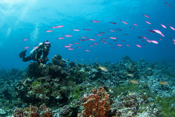 Naklejka na ściany i meble Scuba diver on the reef