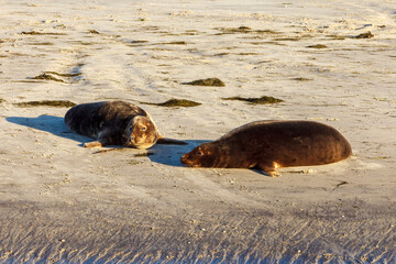 Seals resting on a beach at pellworm in schleswig holstein