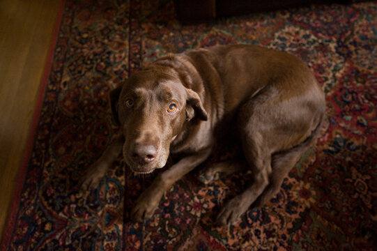 Dog innocently looks at the camera while laying on the carpet at home; Tulsa, Oklahoma, United States of America