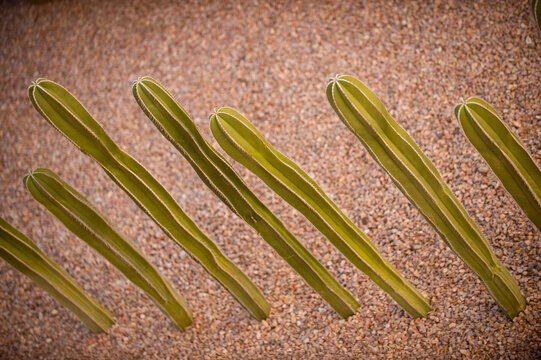 Cactus plants growing in a row in a rock bed; Scottsdale, Arizona, United States of America