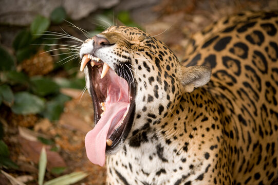 Yawning jaguar (Panthera onca) shows its large teeth in an open mouth in a zoo; Mexico City, Mexico
