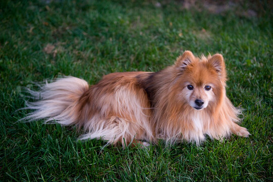 Portrait of a dog relaxing in the grass; Whitefish, Montana, United States of America