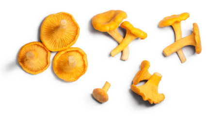 Chanterelles or girolles mushrooms (Cantharellus cibarius), top view isolated png